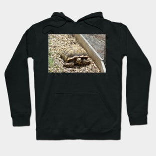 Sulcata Tortoise Hoodie